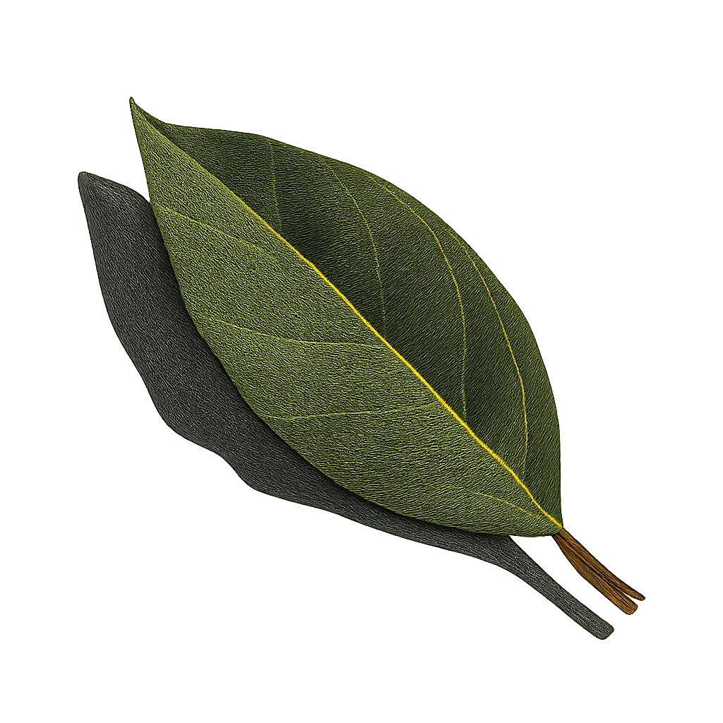 Bay leaf